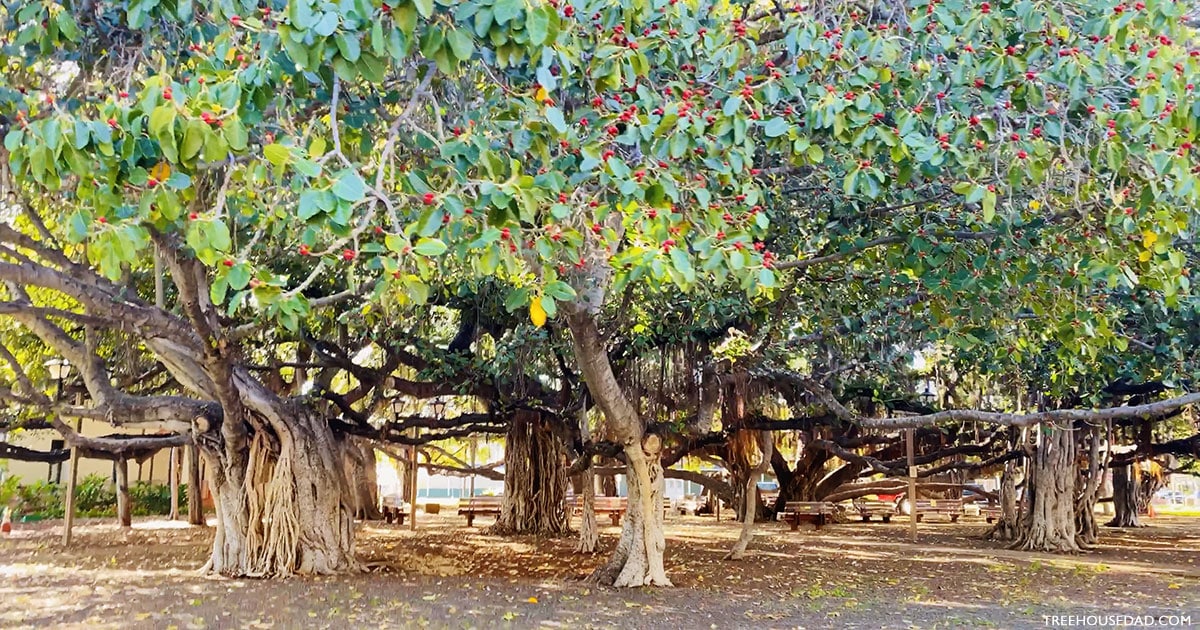 Will Lahaina S Banyan Tree Survive The Fires Treehouse Dad