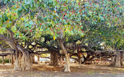 Will Lahaina’s Banyan Tree Survive the Fires?