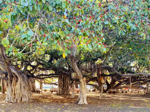 Lahaina Banyan Tree