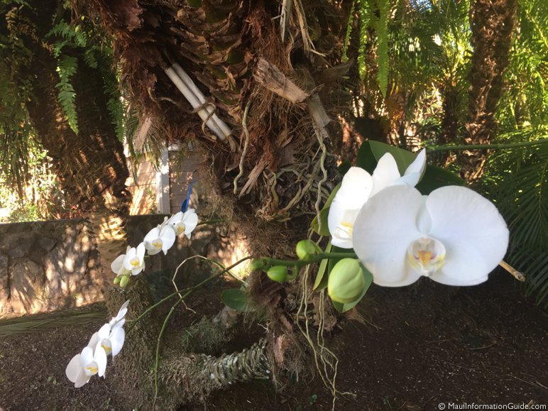 orchids with hidden scroll