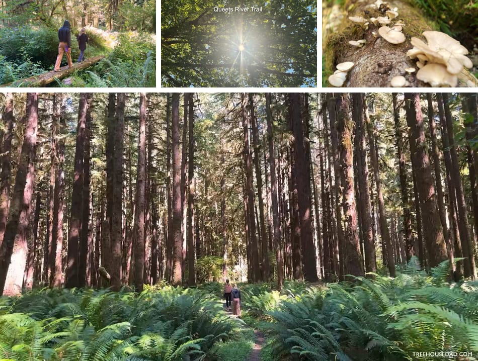 Queets River Trail