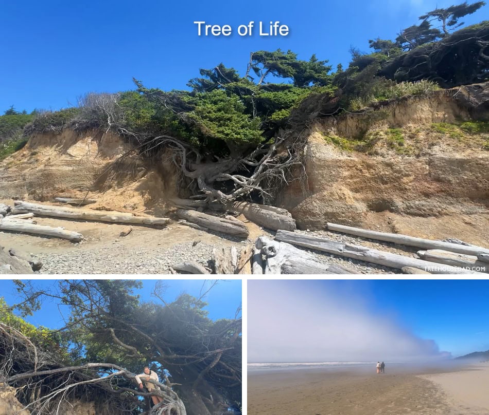 Tree of Life