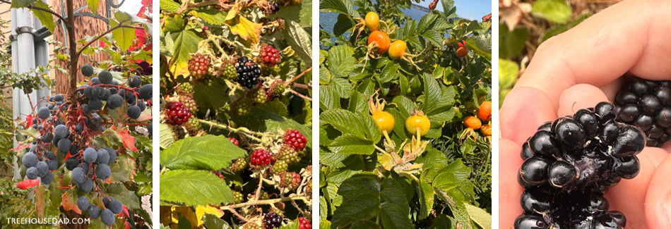 berry picking