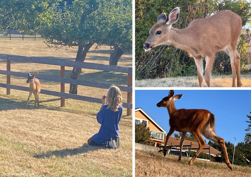 deer watching