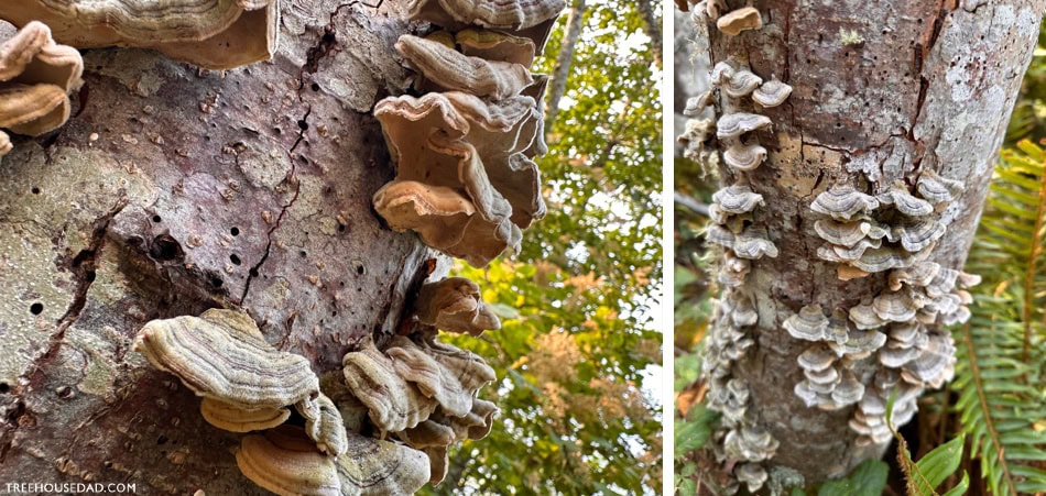 mushrooms