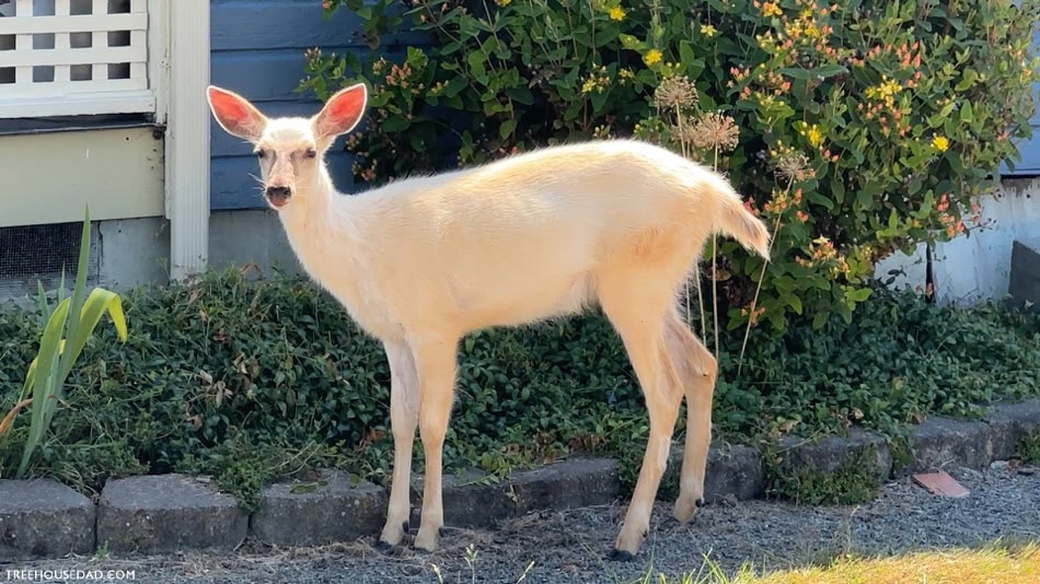 white deer
