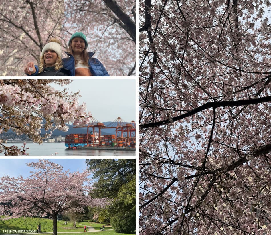 vancouver cherry blossoms